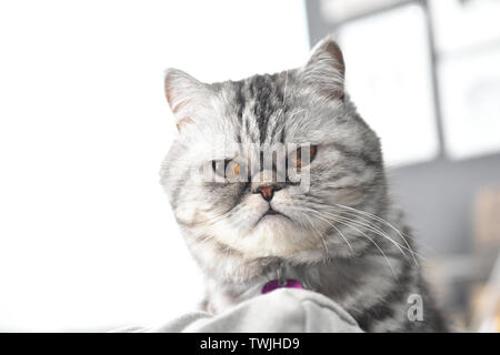 close up of a grey color persian exotic short hair cat Stock Photo