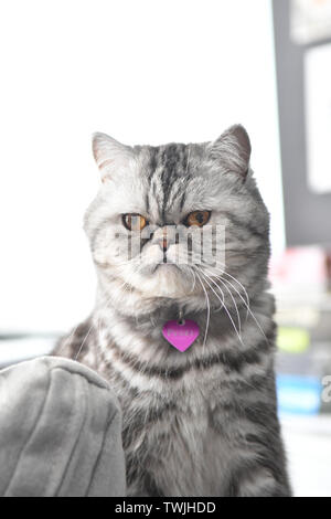close up of a grey color persian exotic short hair cat Stock Photo