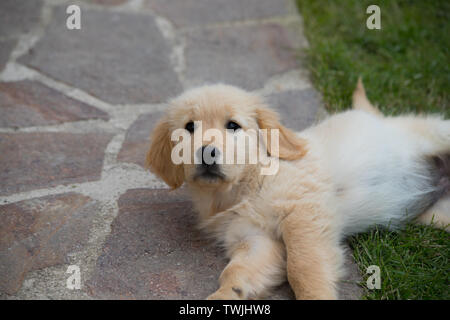 Puppy dog of the Golden Retriever breed. A two month old Golden Retriever dog Stock Photo