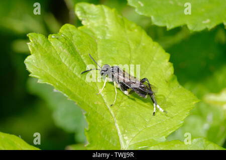 Sawfly - Macrophya montana  Male Sawfly on Leaf Stock Photo
