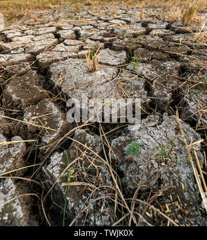 Dry cracked soil ground texture in rice field Stock Photo