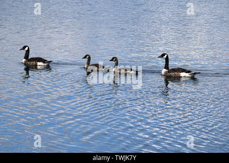 A family of Canadian Geese swimming on a lake in a nature reserve. Oxfordshire, England. Stock Photo