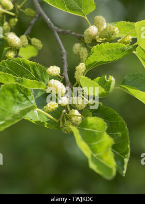 white mulberry detail of  fruits almost ripe  and leaves in early summer Stock Photo