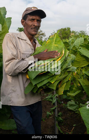 Tobacco farmer collecting tobacco leaves at harvest time in his field in  the village of San Juan y Martinez, Pinar del Rio Province,Cuba, Caribbean  Stock Photo