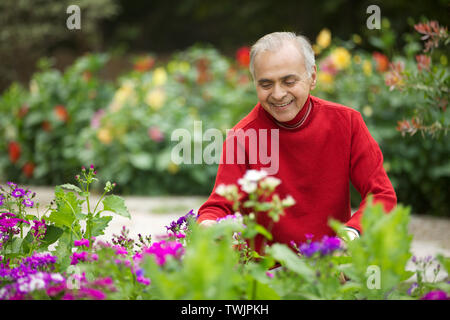 Old man tending flowers in garden Stock Photo