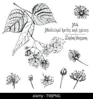 Set of Linden blossom hand drawn patterns with flowwer, lives and branch in black color on white background. Retro vintage graphic design Botanical Stock Vector