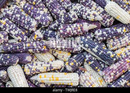 Indian corn dry yellow purple pile background Stock Photo