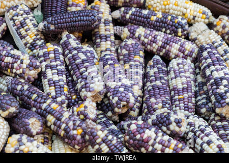Indian corn dry yellow purple pile background Stock Photo