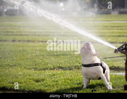Berlin, Germany. 19th June, 2019. A dog refreshes himself in a lawn sprinkler in front of the Federal Chancellery. Credit: Kay Nietfeld/dpa/Alamy Live News Stock Photo