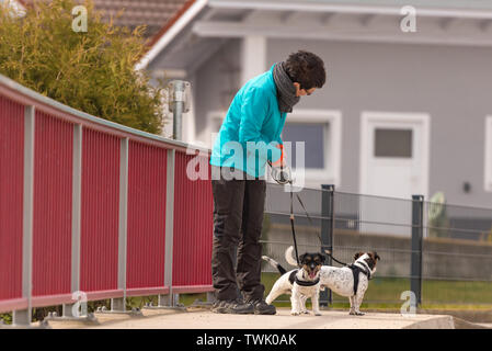 Dog handler walks with her little dogs on a road. Two cute obedient Jack Russell Terrier doggy Stock Photo