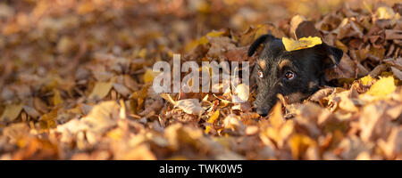 Jack Russell Terrier doggy. Cute dog buried in autumn leaves Stock Photo