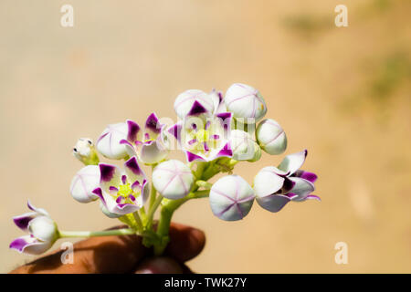 close up of calotropis gigantea, a bunch of purple flowers,sodom apple plant flowers. Stock Photo