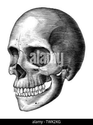 Antique of Human skull vintage engraving illustration isolated on white background Stock Vector