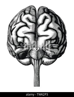 Antique illustration of human brain engraving style isolated on white background Stock Vector
