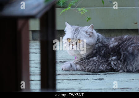 close up of a grey color persian exotic cat Stock Photo