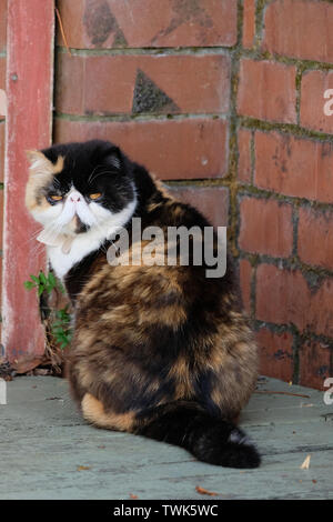 a cat looking back to the camera, persian exotic, brown, black and white color Stock Photo