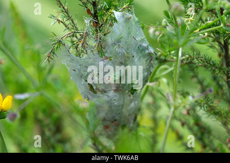 An old abandoned tent caterpillar nest in a bush Stock Photo