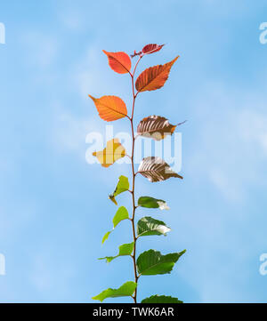 Multi colored leaves phenomenon green brown yellow orange to red with blue sky Stock Photo