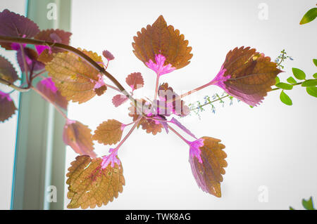 Coleus is a former genus of flowering plants in the family Lamiaceae. A popular hanging houseplants that require little sun. Stock Photo