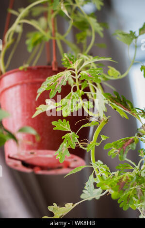 Coleus is a former genus of flowering plants in the family Lamiaceae. A popular hanging houseplants that require little sun. Stock Photo