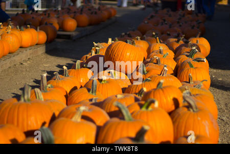 Pumpkins on display at a farm patch Stock Photo