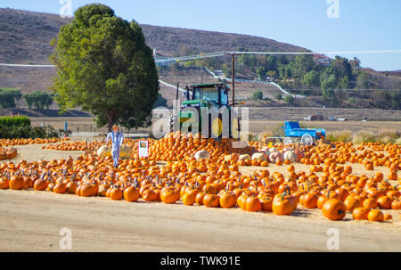Pumpkins on display at a farm patch Stock Photo