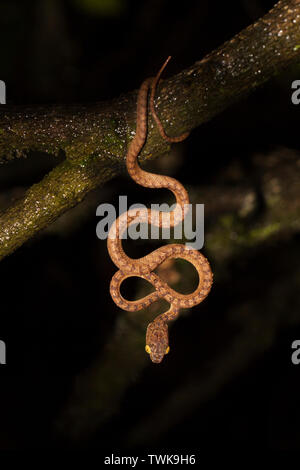 Beddomes cat snake, Boiga beddomei, Amboli, Sawantwadi, Maharashtra, India. Stock Photo