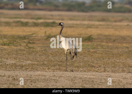 Common Crane, Grus grus, Little Rann of Kutch, Gujarat, India. Stock Photo