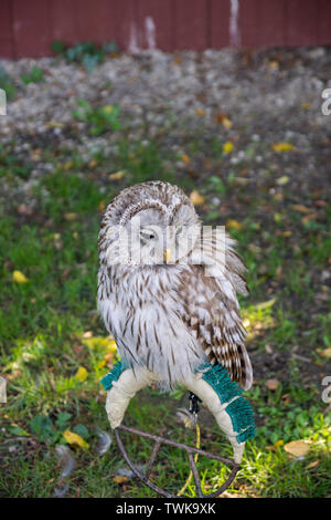 Ural Owl, Strix uralensis Stock Photo