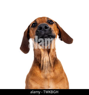 Dark wheaten 2024 rhodesian ridgeback