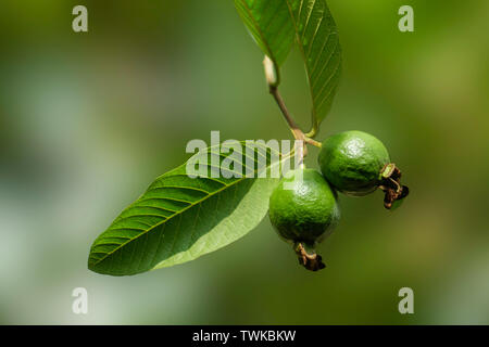 Guava Plants Blur Background Stock Photo