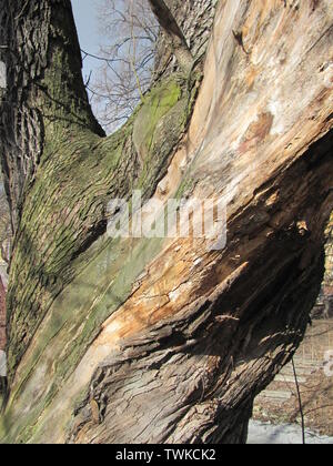 Close-up colorfull photo Traces of a pest on a tree bark Stock Photo