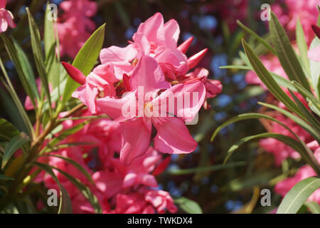 Flora and nature background. Pink Oleander Nerium blooming flower close up view Stock Photo