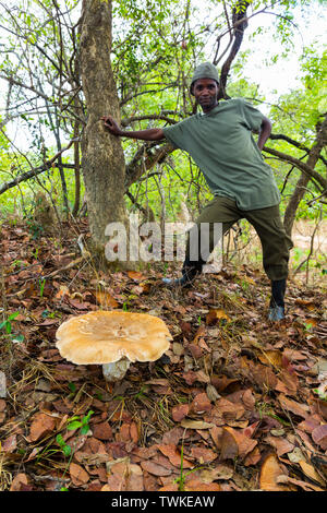 Giant Mushroom, Kasanka National Park, Serenje, Zambia, Africa Stock Photo