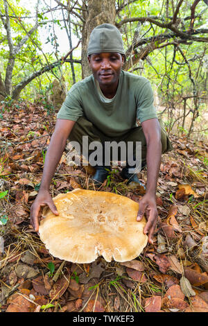 Giant Mushroom, Kasanka National Park, Serenje, Zambia, Africa Stock Photo