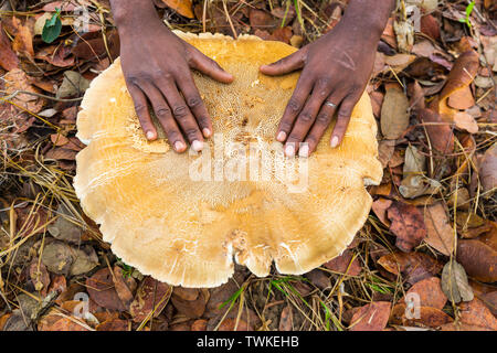 Giant Mushroom, Kasanka National Park, Serenje, Zambia, Africa Stock Photo