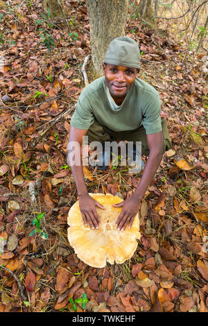 Giant Mushroom, Kasanka National Park, Serenje, Zambia, Africa Stock Photo