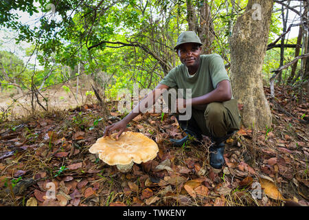 Giant Mushroom, Kasanka National Park, Serenje, Zambia, Africa Stock Photo