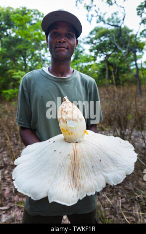 Giant Mushroom, Kasanka National Park, Serenje, Zambia, Africa Stock Photo