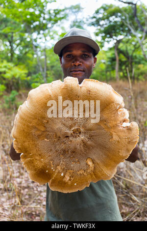 Giant Mushroom, Kasanka National Park, Serenje, Zambia, Africa Stock Photo