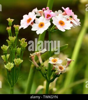 Closeup of Primula Apple Blossom. Stock Photo