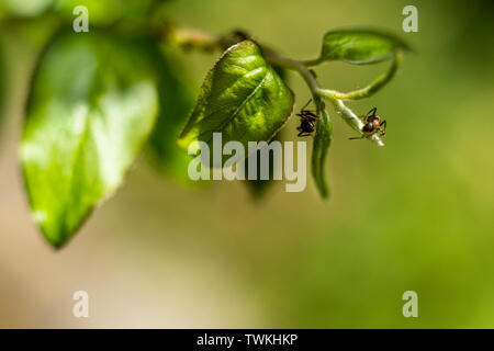 Two Ants on tip of a branch, closeup Stock Photo