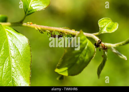 Ants guarding their aphids on a branch Stock Photo