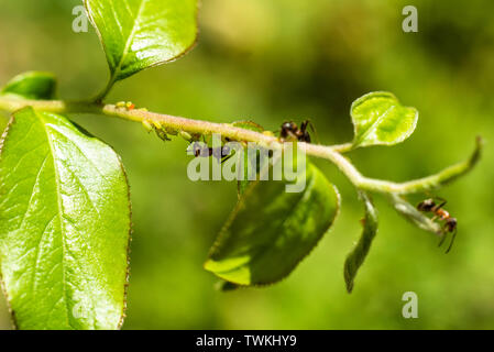 Ants and aphids on a branch Stock Photo