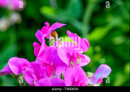 Macro shot of a ladybird (Coccinellidae) crawling on the pink flowers of a vetch. Stock Photo
