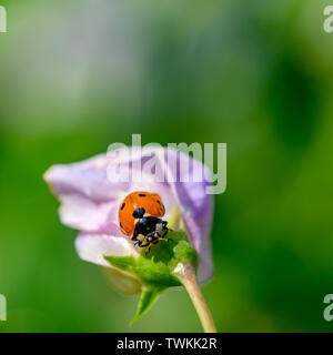 Macro shot of a ladybug (Coccinellidae) on the pale pink blossom of a vetch. Stock Photo