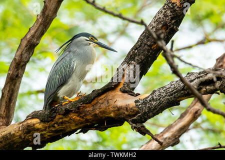 Striated Heron perching on a tree with blur green tree background Stock Photo