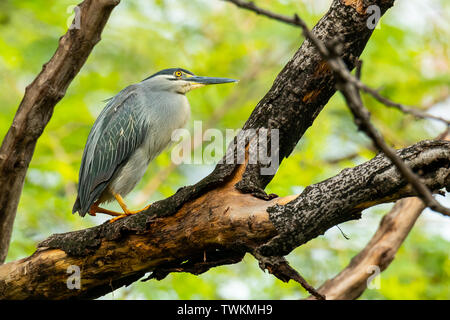 Striated Heron perching on a tree with blur green tree background Stock Photo