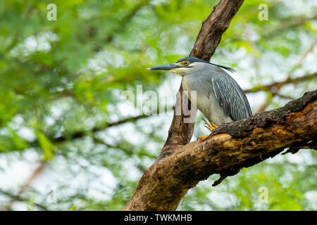 Striated Heron perching on a tree with blur green tree background Stock Photo