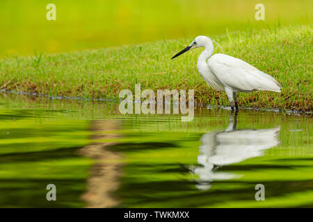 Little Egret wading in shallow pond finding food Stock Photo
